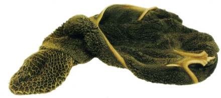 darmflora - green-tripe.png